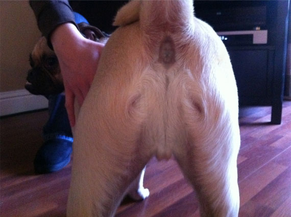 http://incrediblethings.com/wp-content/uploads/2013/06/jesus-dog-butt.jpg