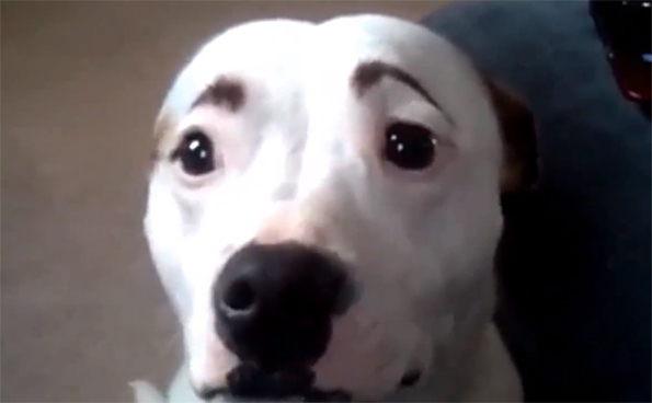Dogs with Eyebrows Is The Best Thing Ever Incredible Things