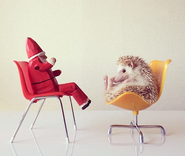 [Image: Darcy-the-Flying-Hedgehog-1.jpg]