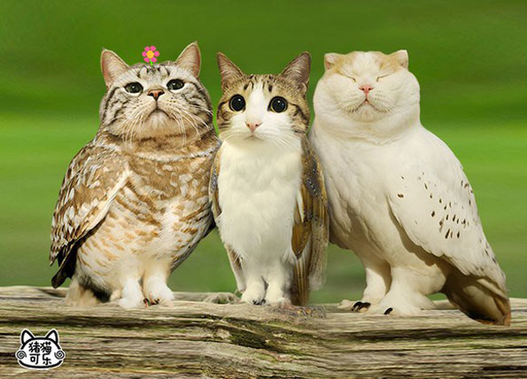 [Image: meowls-cat-head-owl-body-1.jpg]