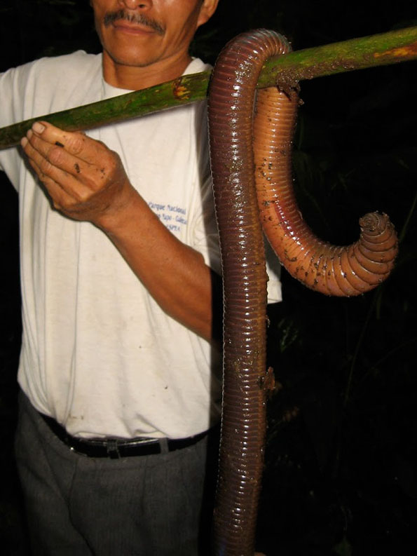 download biggest worm in the world
