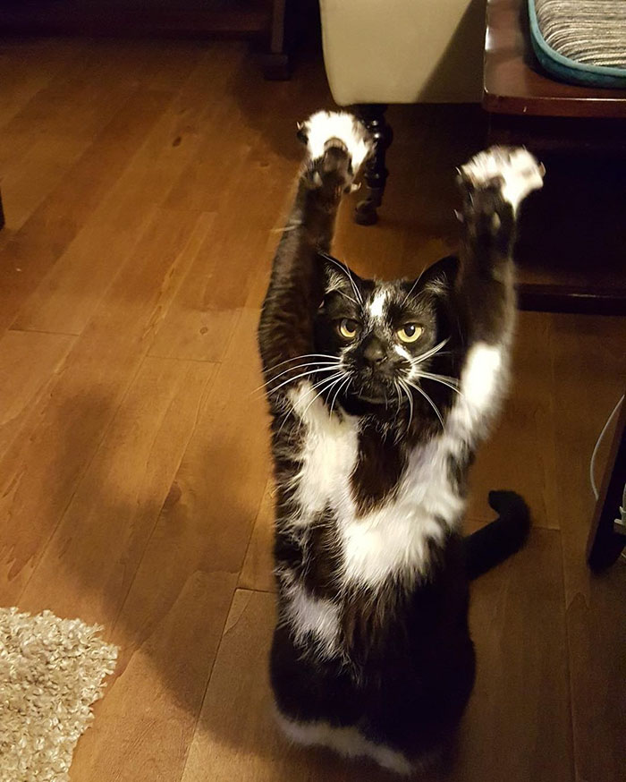 This Cat Stands With Her Hands In The Air For No Apparent Reason