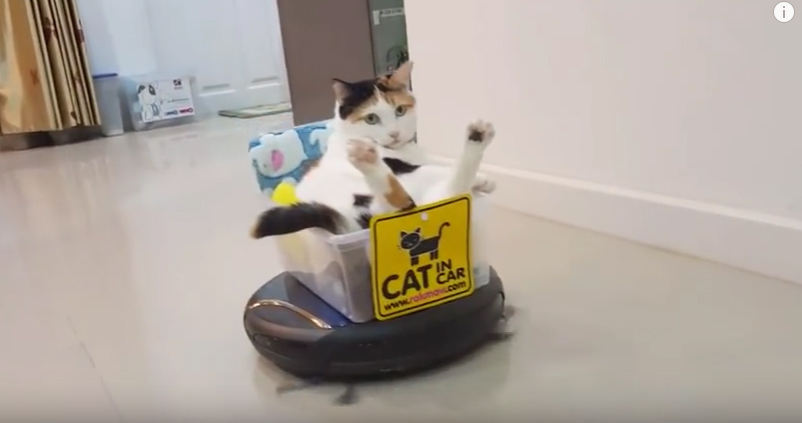 Just A Cat In A Tupperware Container, Riding A Roomba, NBD*