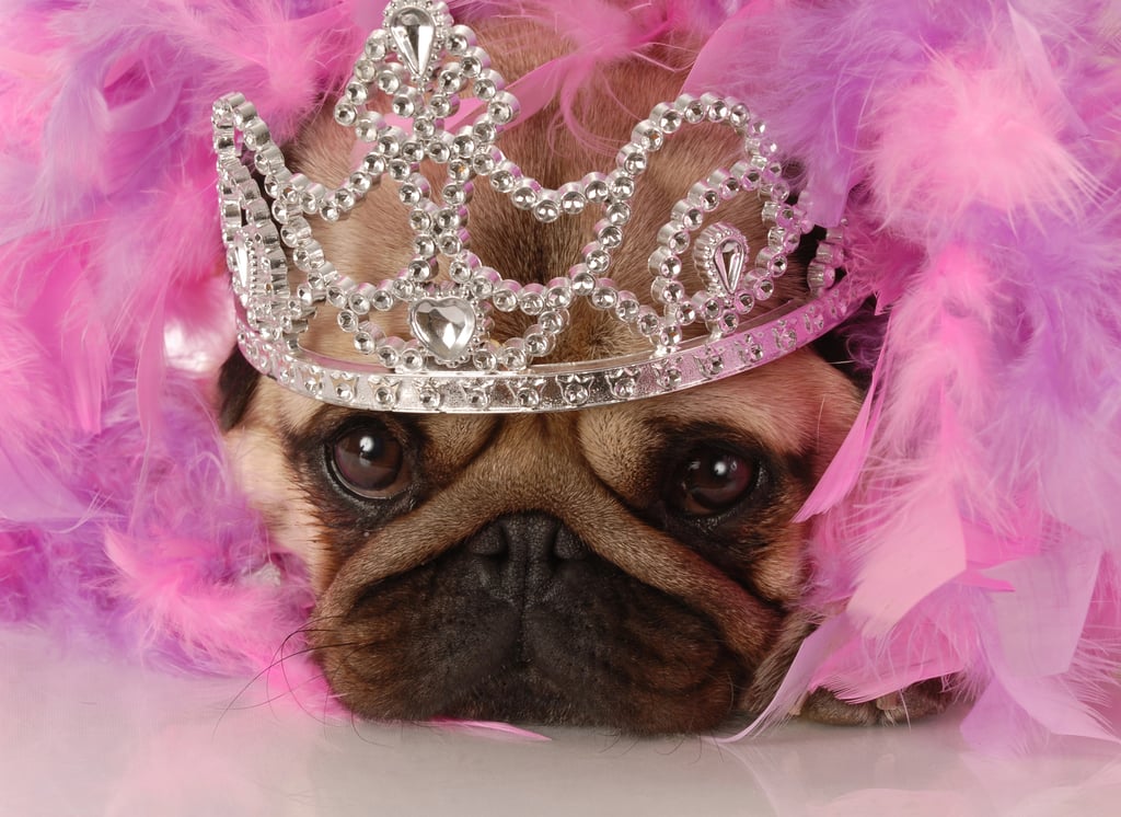 A pug in a pink tiara surrounded by pink feathers