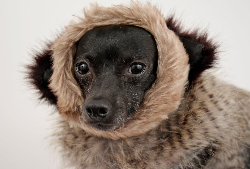 Small dog in a fur coat