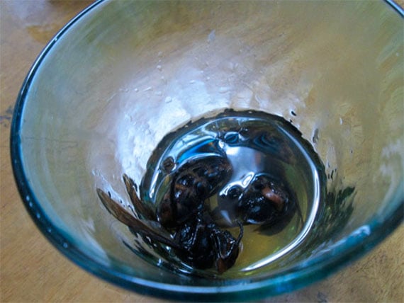 wasp-vodka-1