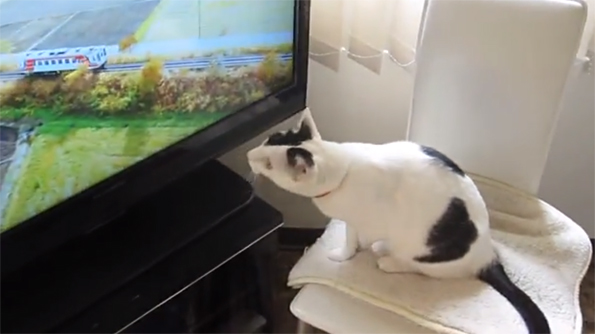 Tama the Cat’s Favorite TV Show