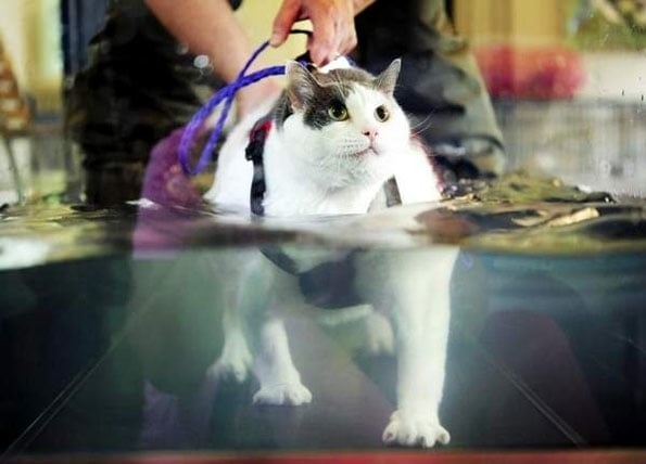 Fat Cat On A Treadmill
