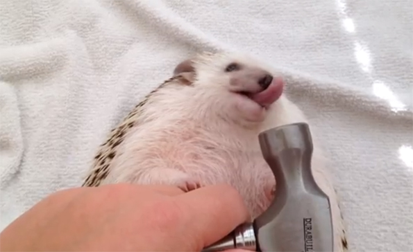 Hedgehog Version of Wrecking Ball Video