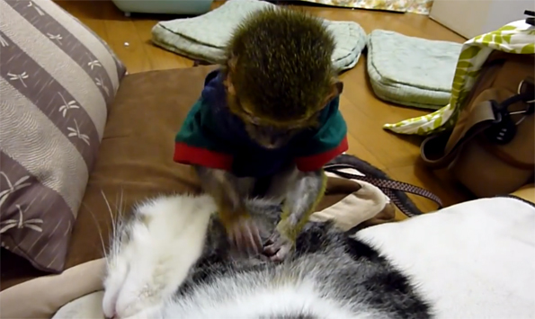 A Monkey Grooming a Sleeping Cat