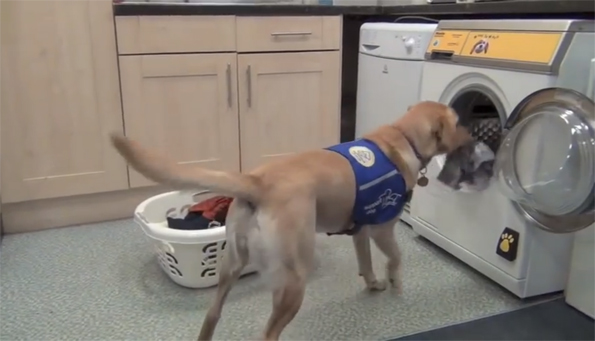 Assistance Dogs Can Do Laundry