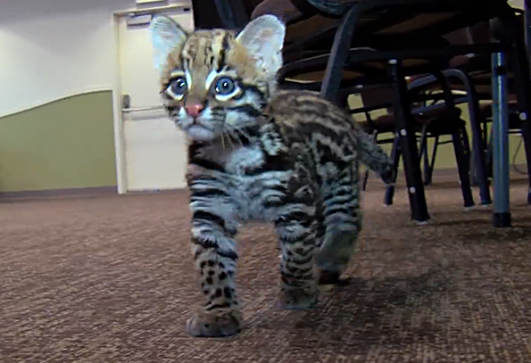 Santos-the-Ocelot-2