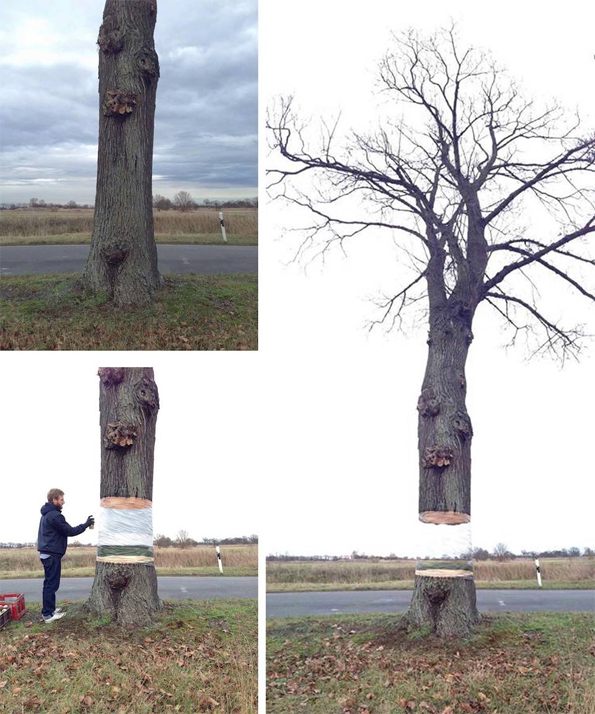 floating-tree-illusion-2