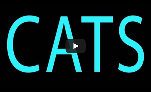 ‘Girls’ Reenacted By Kittens