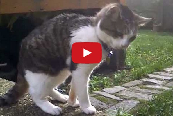 Cats Hacking To Techno