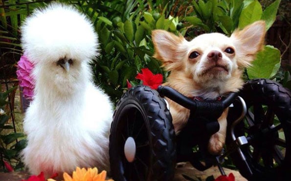 chihuahua-chicken-best-friends-1