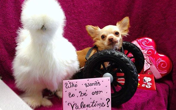 chihuahua-chicken-best-friends-2