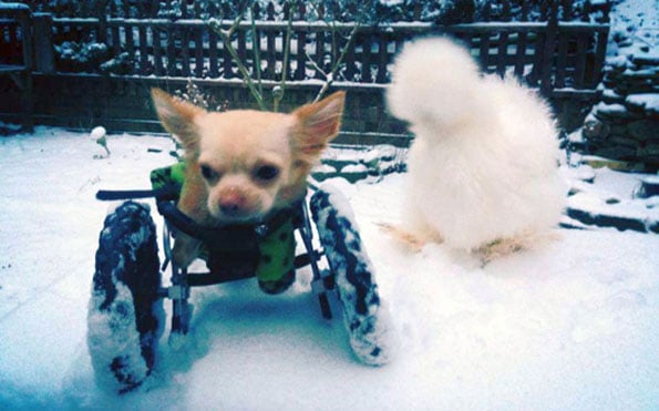 chihuahua-chicken-best-friends-3