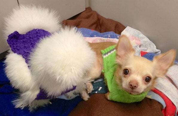 chihuahua-chicken-best-friends-4