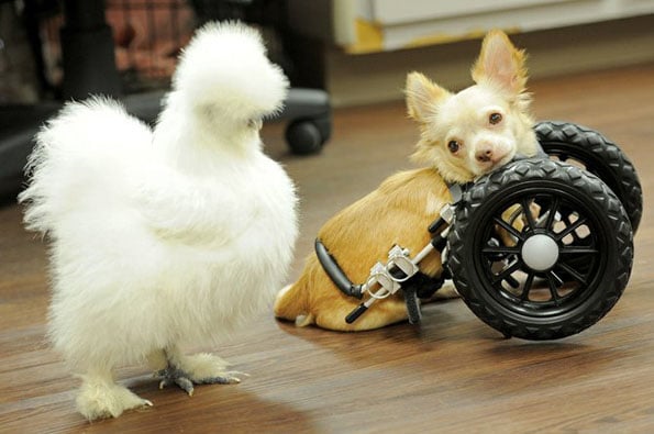 chihuahua-chicken-best-friends-5