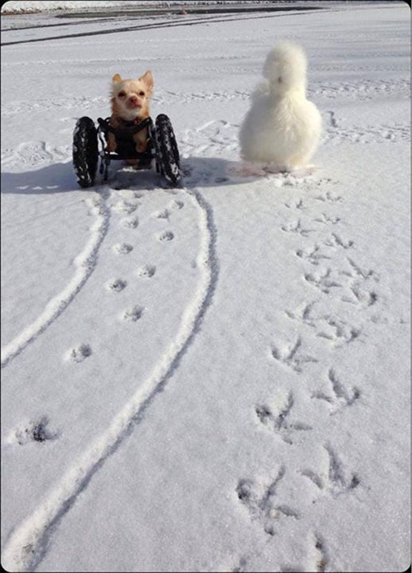 chihuahua-chicken-best-friends-6
