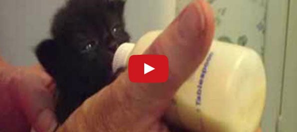 Kitten Wiggles Ears While Eating