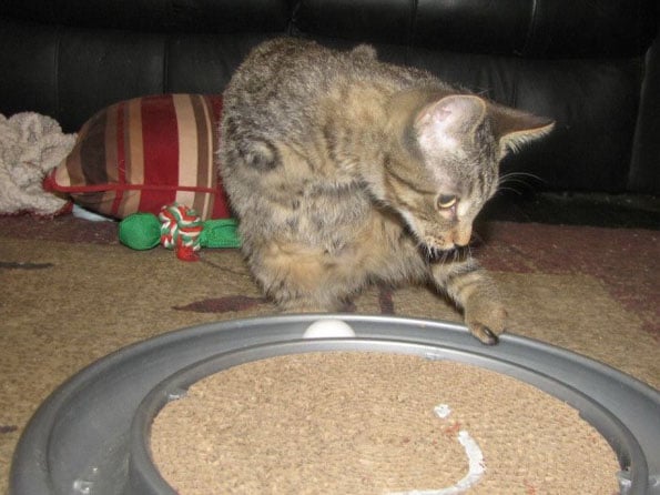 mercury-2-legged-t-rex-cat-2