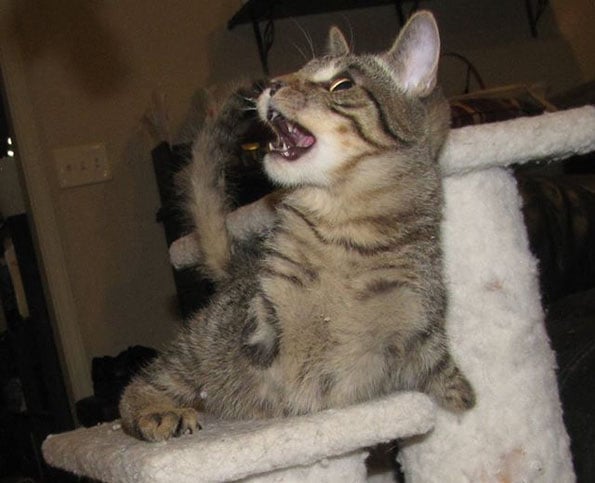 mercury-2-legged-t-rex-cat-3