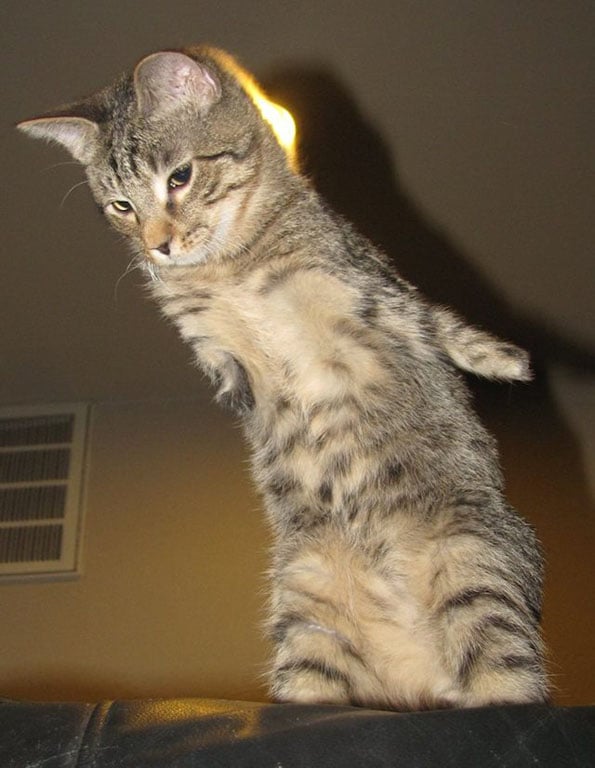 mercury-2-legged-t-rex-cat-4