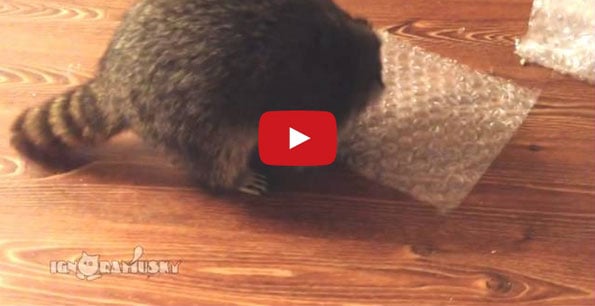 This Raccoon Reaching For Food Is Funnier Than It Should Be