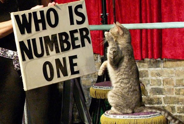 astro-cats-cat-circus