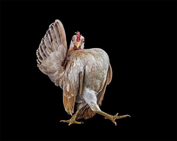 chicken-beauty-pageant-1