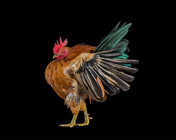 chicken-beauty-pageant-2