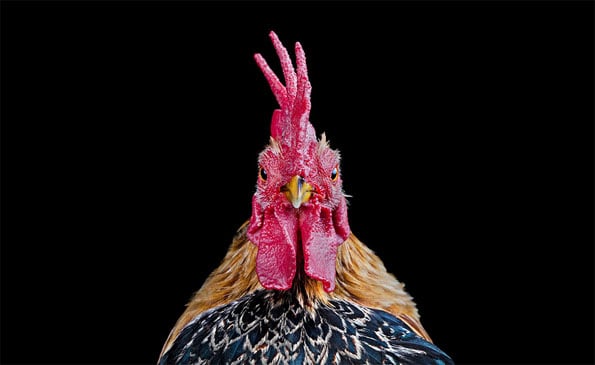 chicken-beauty-pageant-3