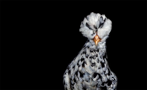 chicken-beauty-pageant-4