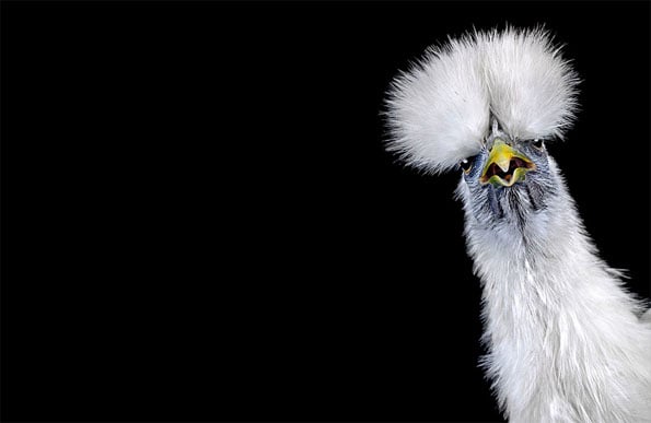 chicken-beauty-pageant-7