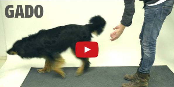 Dogs Reacting To Magic