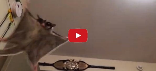 These Baby Possums Eating Fruit Make The Cutest Sounds