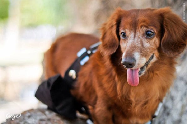 han-solo-boy-chewbacca-dog-2