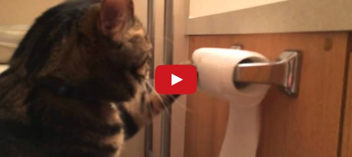 Cat Re-Rolls Toilet Paper He Unrolled
