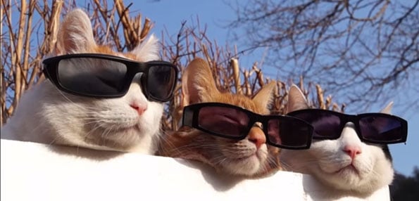 Cats Wearing Sunglasses Is The Only Video That Matters