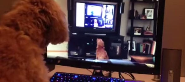 dog-barking-at-video-barking-at-video-1