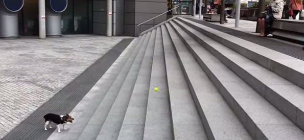 dog-plays-fetch-with-himself-1