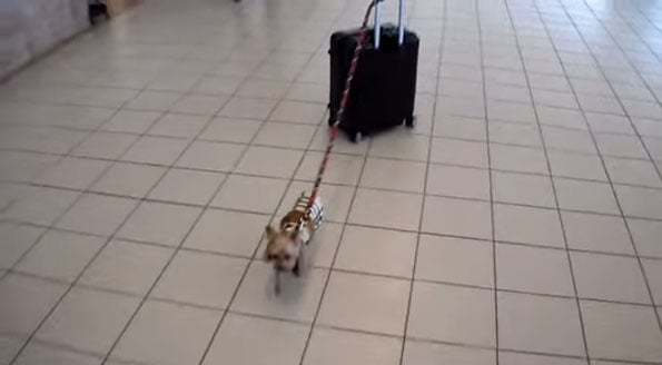 little-dog-carries-big-suitcase-airport-2