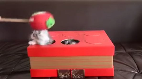 whac-a-mole-kittens-video-2