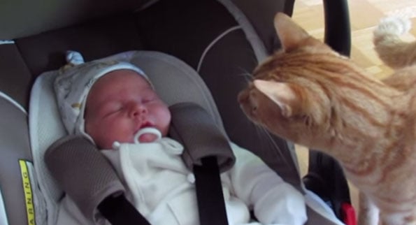 cat-meets-baby-video-1