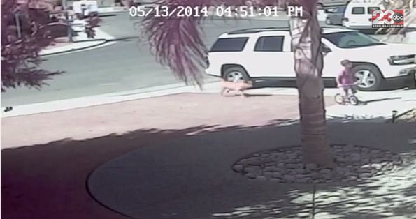 cat-rescue-save-little-boy-dog-1