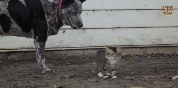 cattle-dog-disabled-kitten-cute-bff-1