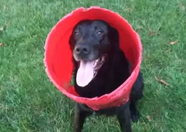 charcoal-dog-best-friend-bottomless-bucket-video