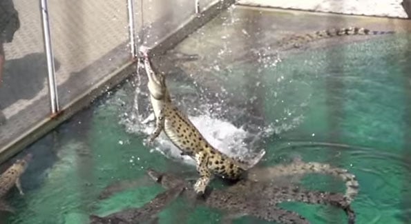 crocodile-jump-slow-motion-video-1